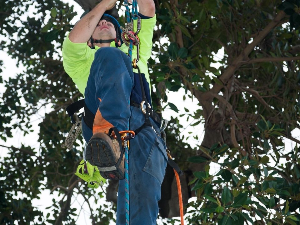 Qualified arborist working in a mature tree during a property survey in Blaenau Gwent