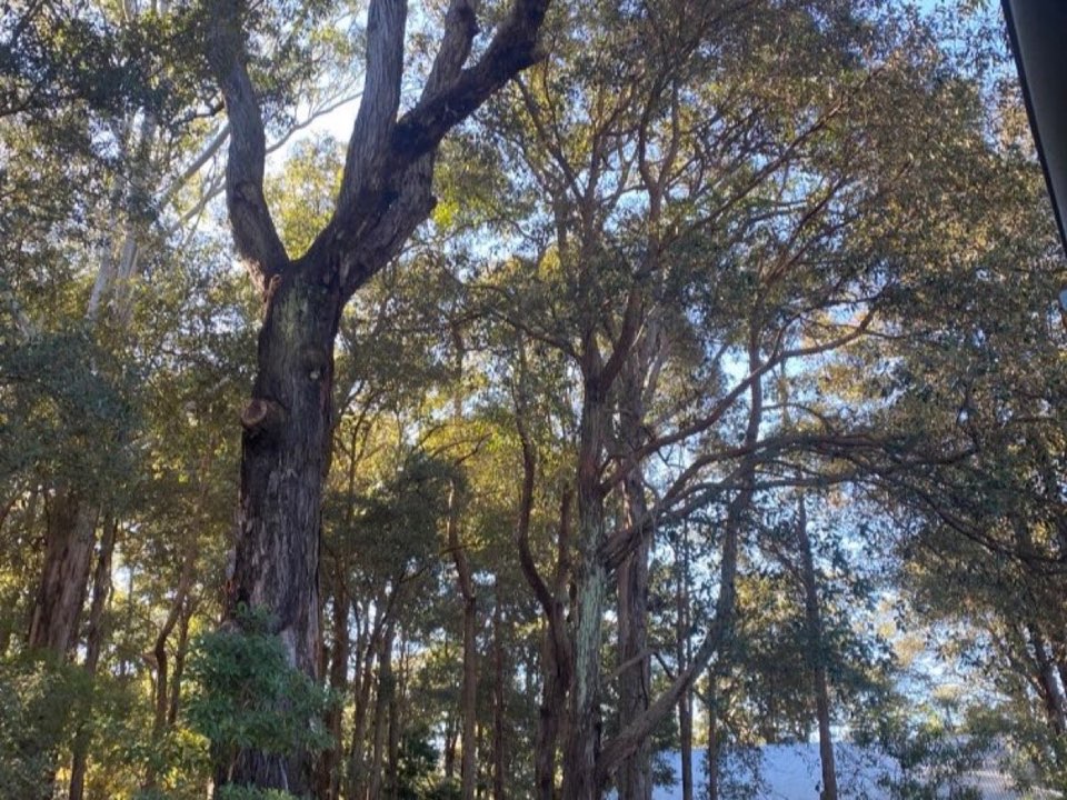Mature trees in Blaenau Gwent parkland with a property visible in the background